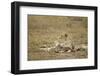 Cheetah Cub and Mother-Paul Souders-Framed Photographic Print