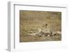 Cheetah Cub and Mother-Paul Souders-Framed Photographic Print