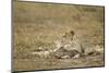 Cheetah Cub and Mother-Paul Souders-Mounted Photographic Print