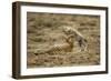 Cheetah Cub and Mother-Paul Souders-Framed Photographic Print