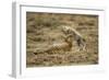 Cheetah Cub and Mother-Paul Souders-Framed Photographic Print