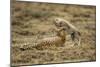 Cheetah Cub and Mother-Paul Souders-Mounted Photographic Print