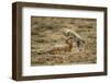 Cheetah Cub and Mother-Paul Souders-Framed Photographic Print