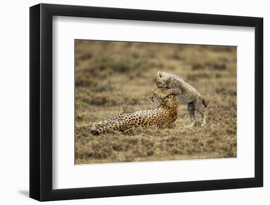 Cheetah Cub and Mother-Paul Souders-Framed Photographic Print