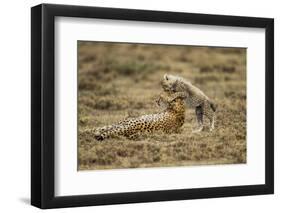 Cheetah Cub and Mother-Paul Souders-Framed Photographic Print