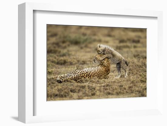 Cheetah Cub and Mother-Paul Souders-Framed Photographic Print