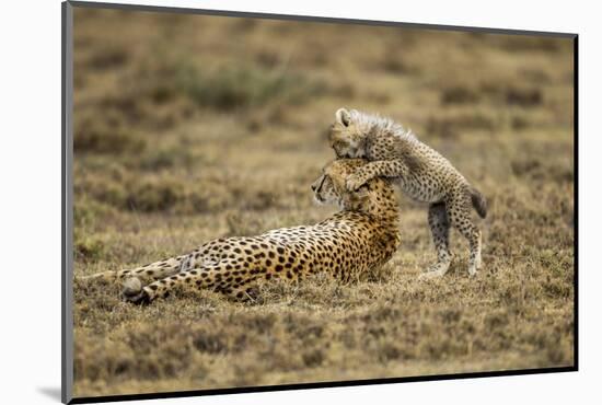 Cheetah Cub and Mother-Paul Souders-Mounted Photographic Print