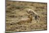 Cheetah Cub and Mother-Paul Souders-Mounted Photographic Print