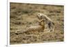 Cheetah Cub and Mother-Paul Souders-Framed Photographic Print