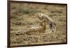 Cheetah Cub and Mother-Paul Souders-Framed Photographic Print