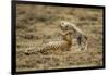 Cheetah Cub and Mother-Paul Souders-Framed Photographic Print