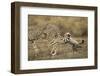 Cheetah Cub and Mother-Paul Souders-Framed Photographic Print