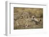 Cheetah Cub and Mother-Paul Souders-Framed Photographic Print