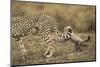 Cheetah Cub and Mother-Paul Souders-Mounted Photographic Print