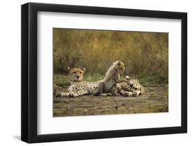 Cheetah Cub and Mother-Paul Souders-Framed Photographic Print