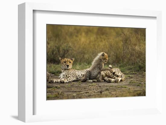 Cheetah Cub and Mother-Paul Souders-Framed Photographic Print