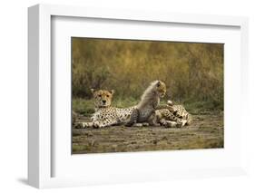 Cheetah Cub and Mother-Paul Souders-Framed Photographic Print