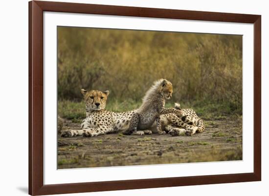 Cheetah Cub and Mother-Paul Souders-Framed Photographic Print