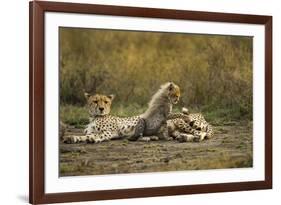 Cheetah Cub and Mother-Paul Souders-Framed Photographic Print