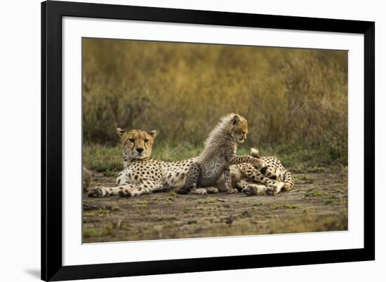 Cheetah Cub and Mother-Paul Souders-Framed Photographic Print