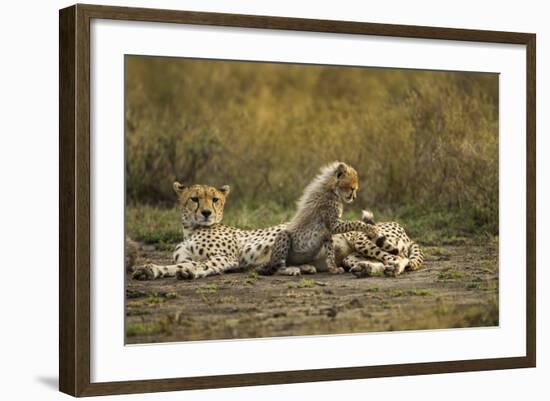 Cheetah Cub and Mother-Paul Souders-Framed Photographic Print