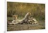 Cheetah Cub and Mother-Paul Souders-Framed Photographic Print