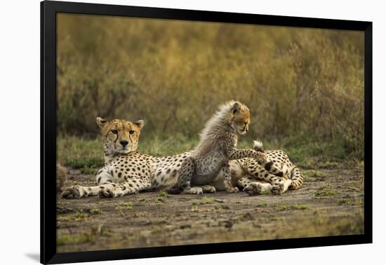 Cheetah Cub and Mother-Paul Souders-Framed Photographic Print