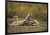 Cheetah Cub and Mother-Paul Souders-Framed Photographic Print