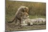 Cheetah Cub and Mother-Paul Souders-Mounted Photographic Print