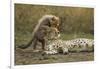 Cheetah Cub and Mother-Paul Souders-Framed Photographic Print