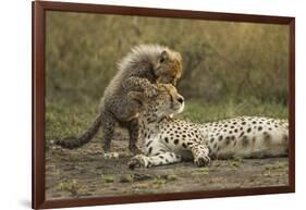 Cheetah Cub and Mother-Paul Souders-Framed Photographic Print