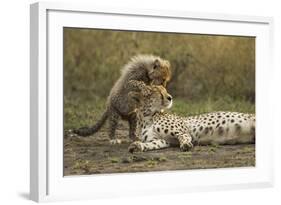 Cheetah Cub and Mother-Paul Souders-Framed Photographic Print