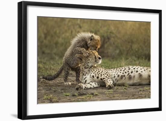 Cheetah Cub and Mother-Paul Souders-Framed Photographic Print