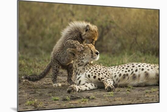 Cheetah Cub and Mother-Paul Souders-Mounted Photographic Print