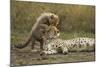 Cheetah Cub and Mother-Paul Souders-Mounted Photographic Print