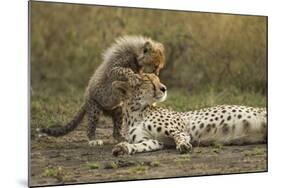 Cheetah Cub and Mother-Paul Souders-Mounted Photographic Print
