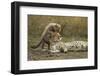 Cheetah Cub and Mother-Paul Souders-Framed Photographic Print