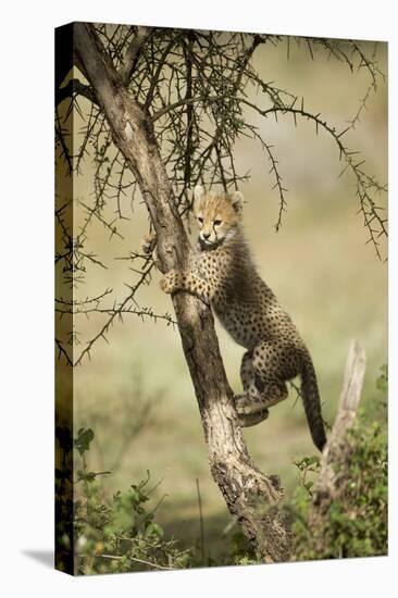 Cheetah Cub at Ngorongoro Conservation Area, Tanzania-Paul Souders-Stretched Canvas
