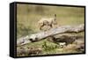 Cheetah Cub at Ngorongoro Conservation Area, Tanzania-Paul Souders-Framed Stretched Canvas