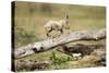 Cheetah Cub at Ngorongoro Conservation Area, Tanzania-Paul Souders-Stretched Canvas