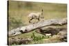 Cheetah Cub at Ngorongoro Conservation Area, Tanzania-Paul Souders-Stretched Canvas