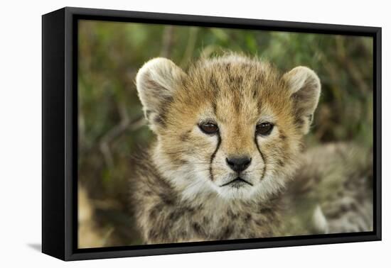 Cheetah Cub at Ngorongoro Conservation Area, Tanzania-Paul Souders-Framed Stretched Canvas