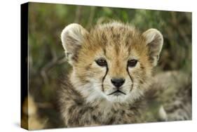 Cheetah Cub at Ngorongoro Conservation Area, Tanzania-Paul Souders-Stretched Canvas