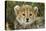 Cheetah Cub at Ngorongoro Conservation Area, Tanzania-Paul Souders-Stretched Canvas