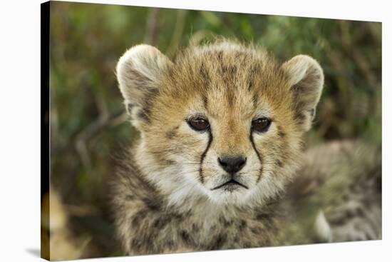 Cheetah Cub at Ngorongoro Conservation Area, Tanzania-Paul Souders-Stretched Canvas