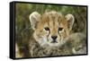 Cheetah Cub at Ngorongoro Conservation Area, Tanzania-Paul Souders-Framed Stretched Canvas