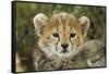 Cheetah Cub at Ngorongoro Conservation Area, Tanzania-Paul Souders-Framed Stretched Canvas