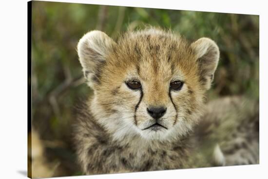 Cheetah Cub at Ngorongoro Conservation Area, Tanzania-Paul Souders-Stretched Canvas