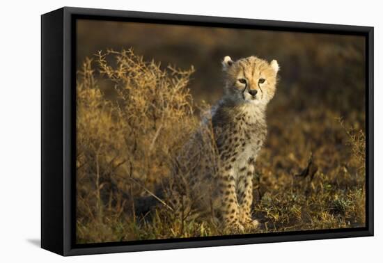 Cheetah Cub at Ngorongoro Conservation Area, Tanzania-Paul Souders-Framed Stretched Canvas