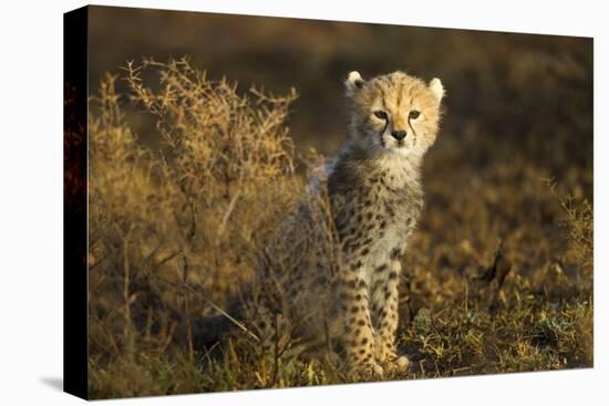 Cheetah Cub at Ngorongoro Conservation Area, Tanzania-Paul Souders-Stretched Canvas